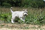 SIBERIAN HUSKY 356